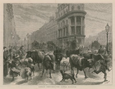 Das Vieh-Ärgernis von English School
