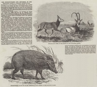 Der Choiropotamus und Leucoryx in den Gärten der Zoologischen Gesellschaft, Regent