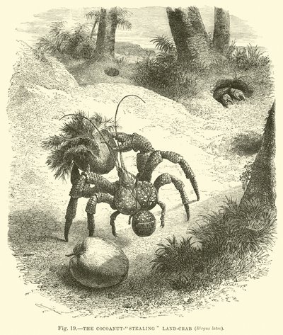 Der Kokosnuss-stehlende Landkrabbe, Birgus latro von English School