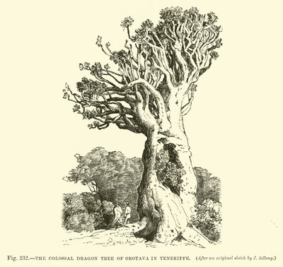 Der kolossale Drachenbaum von Orotava auf Teneriffa von English School