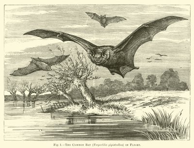 Die Fledermaus, Vespertilio pipistrellus, im Flug von English School