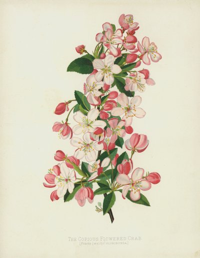 Der Reichblühende Zierapfel, Pyrus (Malus) Floribunda von English School