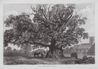 Die Cowthope-Eiche von English School