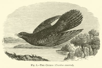 Der Kuckuck, Cuculus canorus von English School