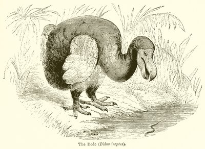 Der Dodo (Didus Ineptus) von English School