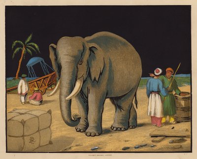 Der Elefant von English School