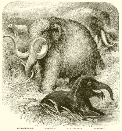 Der Elefant von English School