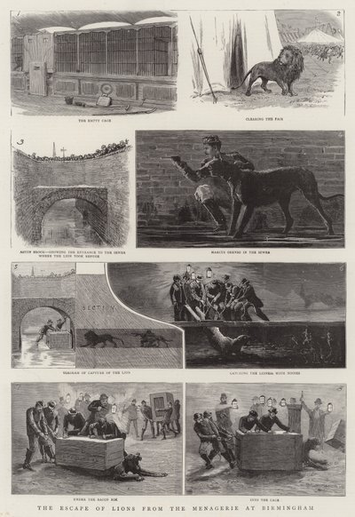 Die Flucht der Löwen aus der Menagerie in Birmingham von English School