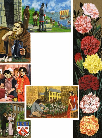 Die Blumen, die blühen: Helle Nelken von English School