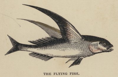 Der fliegende Fisch (kolorierte Gravur) von English School