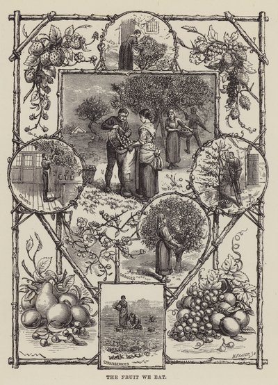Das Obst, das wir essen (Gravur) von English School