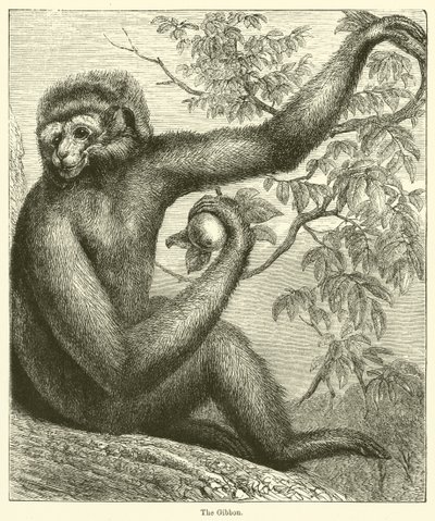 Der Gibbon (Gravur) von English School