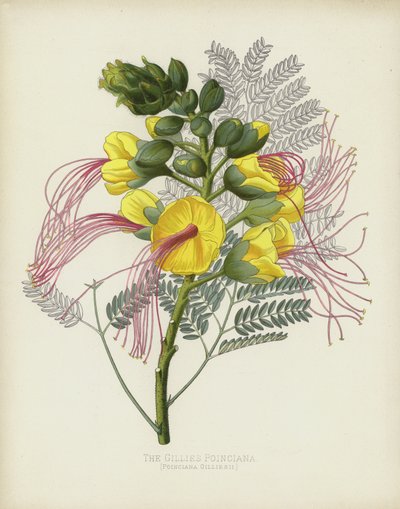 Die Gillies Poinciana, Poinciana Gilliesii von English School