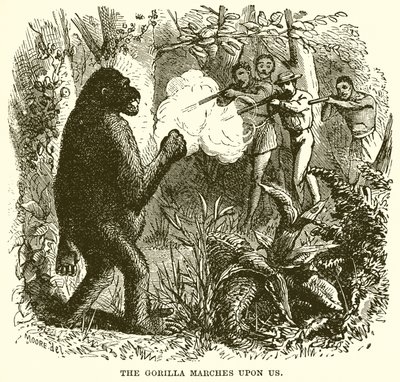 Der Gorilla marschiert auf uns zu von English School
