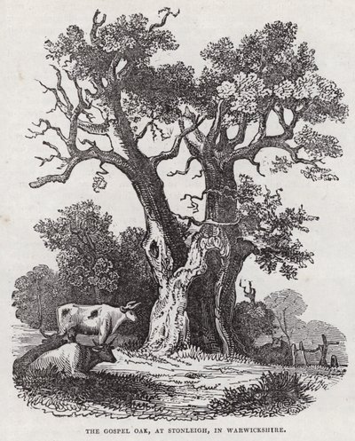 Die Gospel-Eiche, Stonleigh, Warwickshire (Gravur) von English School