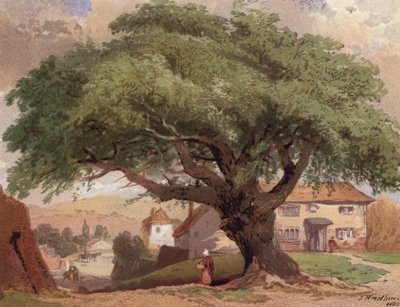 Die große Esche, Szene in Surrey von English School