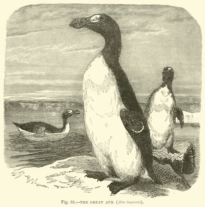Der Große Auk, Alca impennis von English School