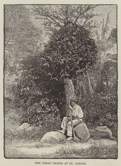 Die große Orchidee in St. Albans (Gravur) von English School