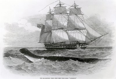 Die große Seeschlange, als sie zum ersten Mal von der H.M.S. Daedalus gesehen wurde von English School