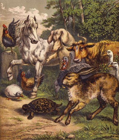Der Hase und die Schildkröte von English School