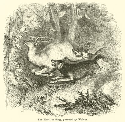 Der Hirsch, oder Hirsch, verfolgt von Wölfen von English School