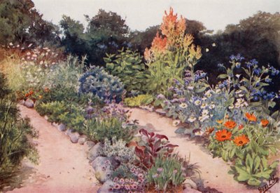 Der Kräutergarten: Kräuterbeete im Juni von English School