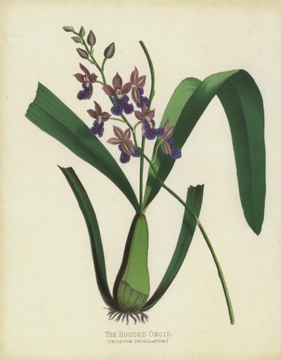 Die Kapuzen-Oncid, Oncidium Cuccullatum von English School