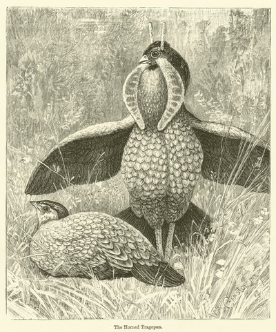 Der Horntragopan (Gravur) von English School