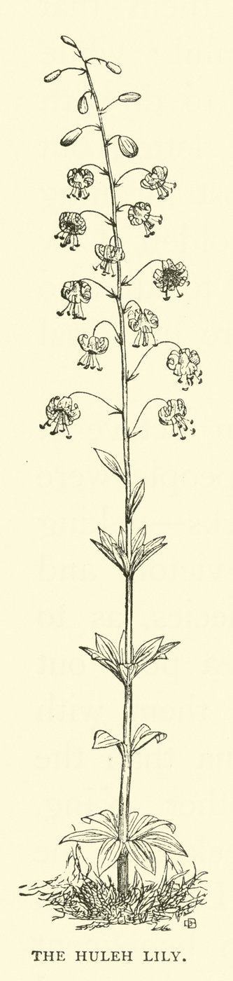 Die Huleh-Lilie von English School
