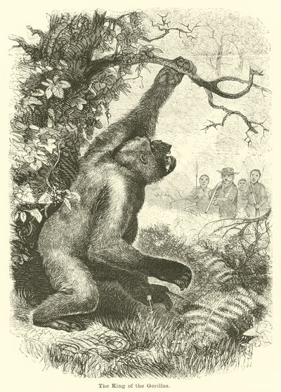 Der König der Gorillas von English School