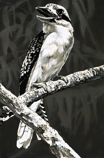 Der Kookaburra von English School