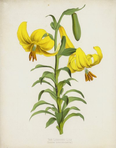 Die Loddiges-Lilie, Lilium Loddigesianum von English School
