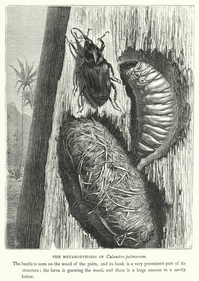 Die Metamorphosen von Calandra palmarum von English School
