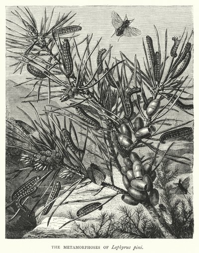 Die Metamorphosen von Lophyrus pini von English School
