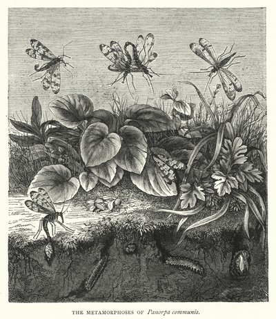 Die Metamorphosen von Panorpa communis von English School