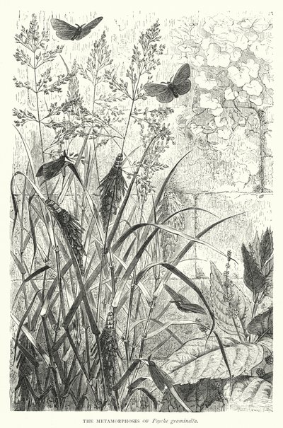 Die Metamorphosen von Psyche graminella von English School