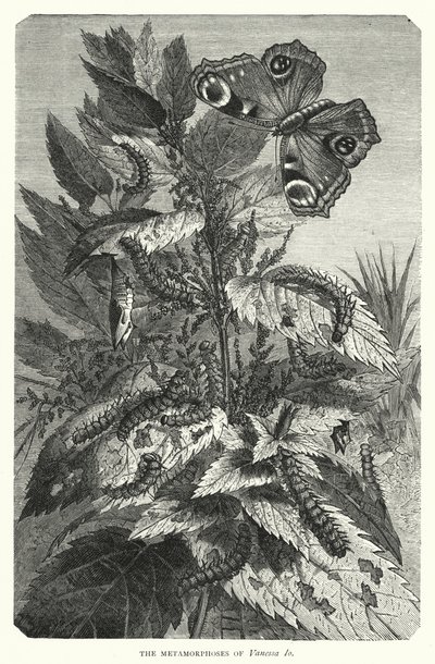 Die Metamorphosen von Vanessa Io von English School