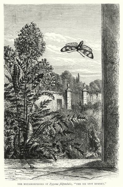 Die Metamorphosen von Zygaena filipendulae, "Der Sechsfleck-Widderchen" (Stich) von English School