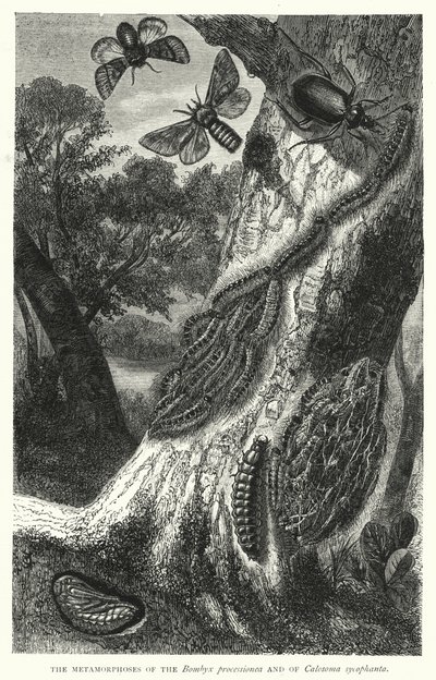 Die Metamorphosen des Bombyx processionea und des Calosoma sycophanta von English School
