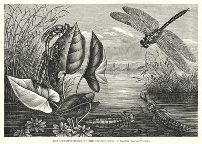 Die Metamorphosen der Libelle, Aeschna maculatissima von English School