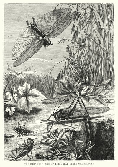 Die Metamorphosen der großen grünen Heuschrecke von English School