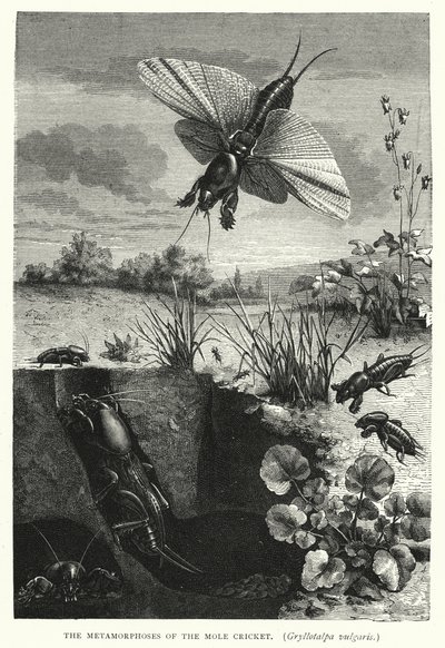 Die Metamorphosen der Maulwurfsgrille, Gryllotalpa vulgaris (Stich) von English School