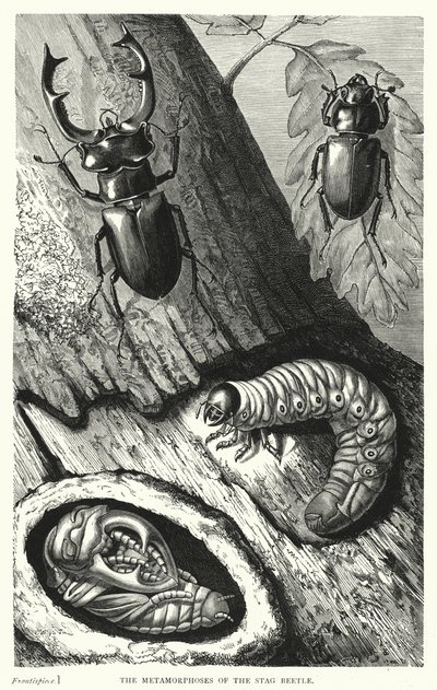 Die Metamorphosen des Hirschkäfers (Kupferstich) von English School