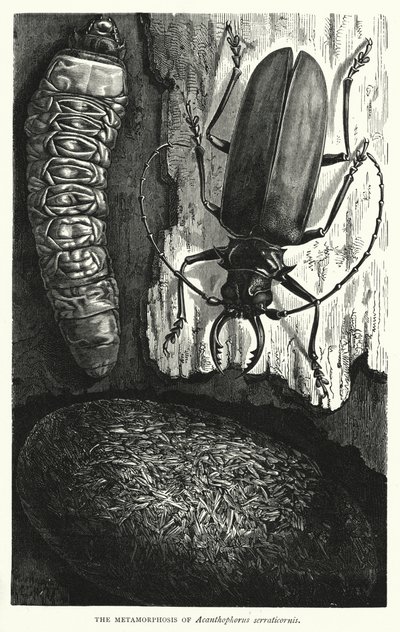 Die Metamorphose von Acanthophorus serraticornis von English School