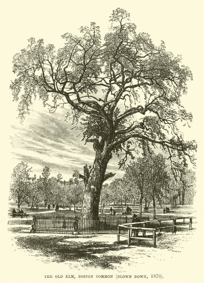 Die alte Ulme, Boston Common, umgestürzt, 1876 von English School