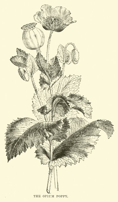 Die Opium-Mohnblume von English School