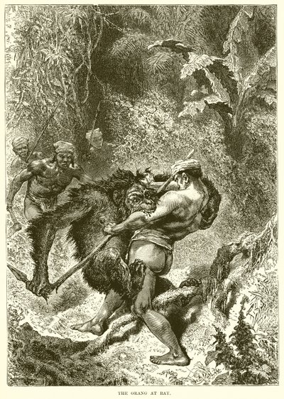 Der Orang-Utan in der Enge von English School