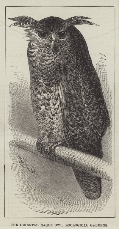 Der orientalische Uhu, Zoologische Gärten (Gravur) von English School