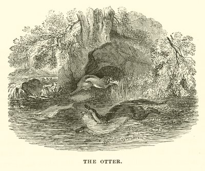 Der Otter (Stich) von English School