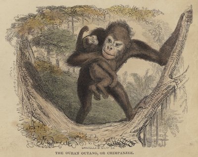 Der Orang-Utan oder Schimpanse (kolorierte Gravur) von English School